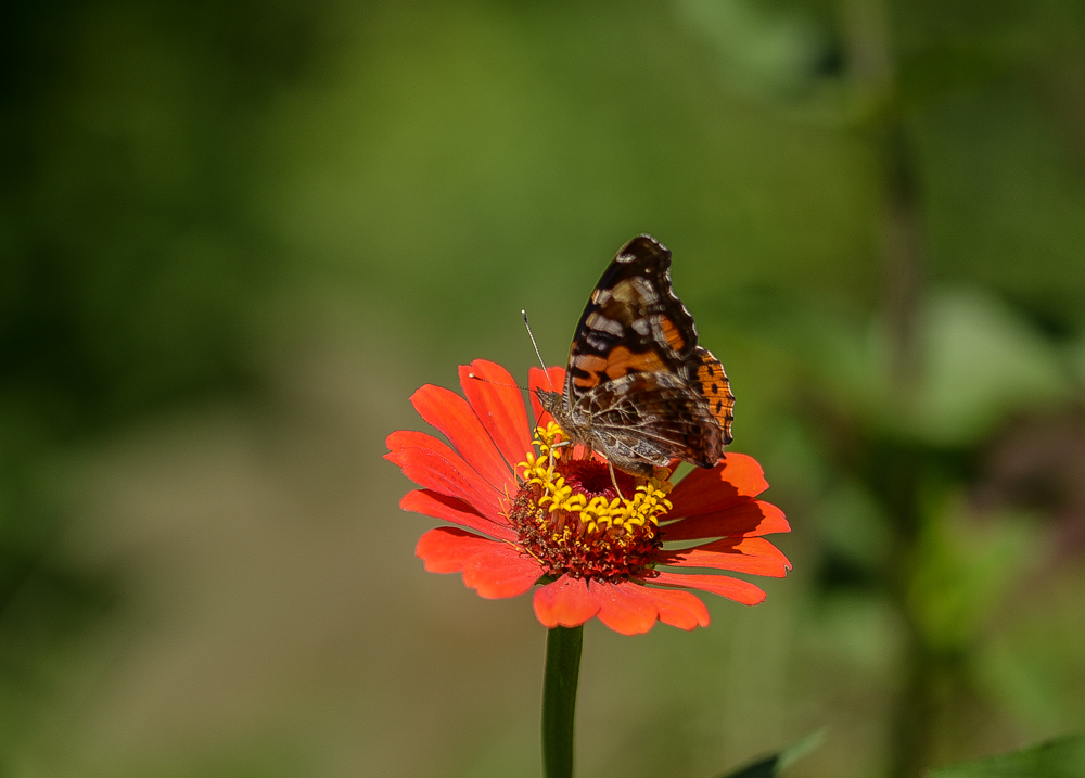 DSC_1630.jpg