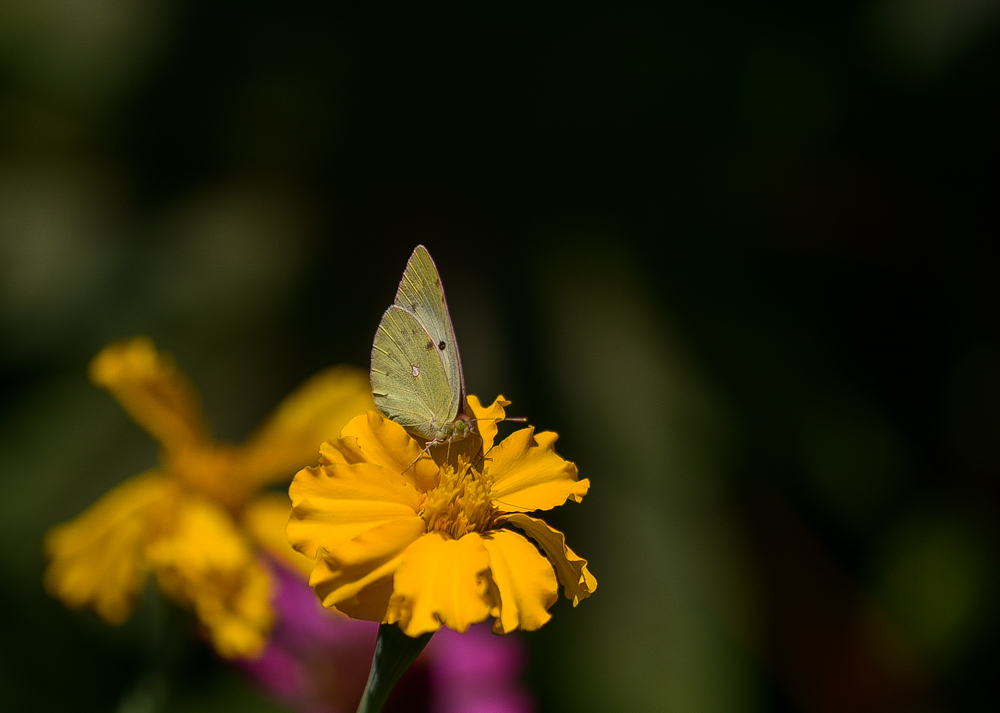 DSC_1637.jpg