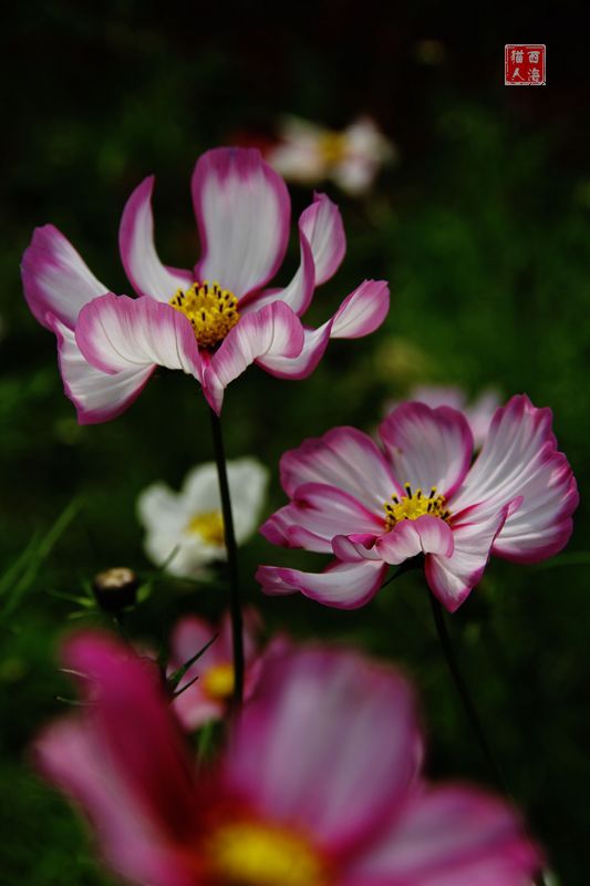 格桑花 (1).jpg