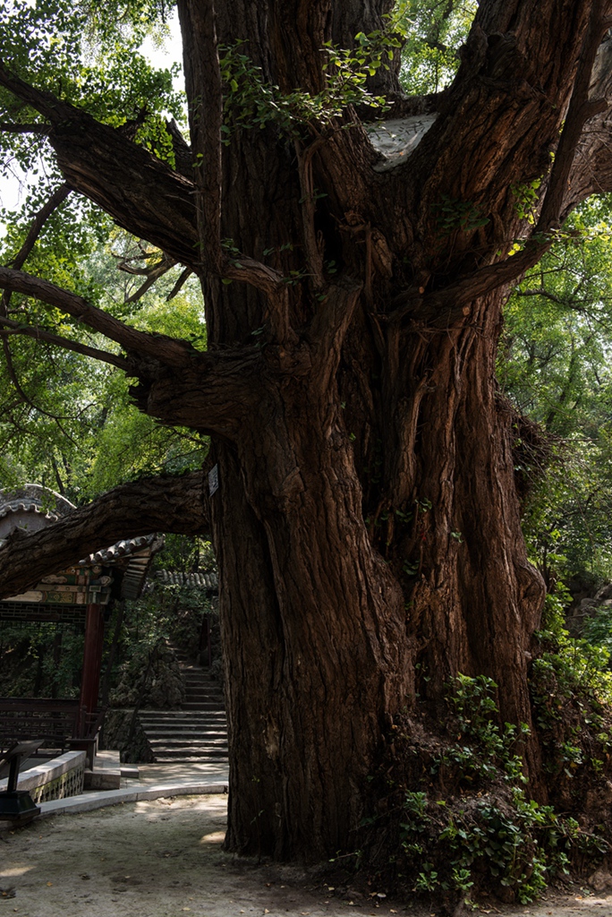 _DSC3680副本.jpg