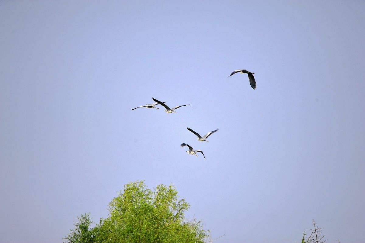 _DSC9656.JPG