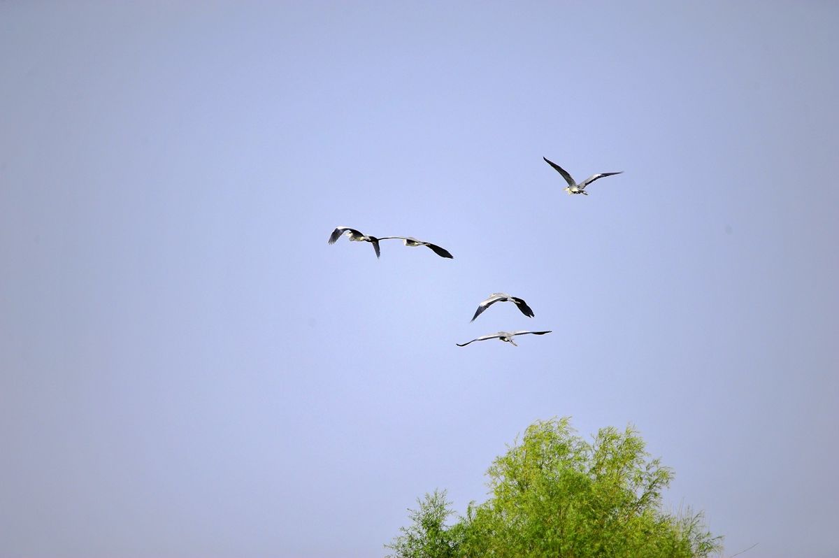 _DSC9657.JPG