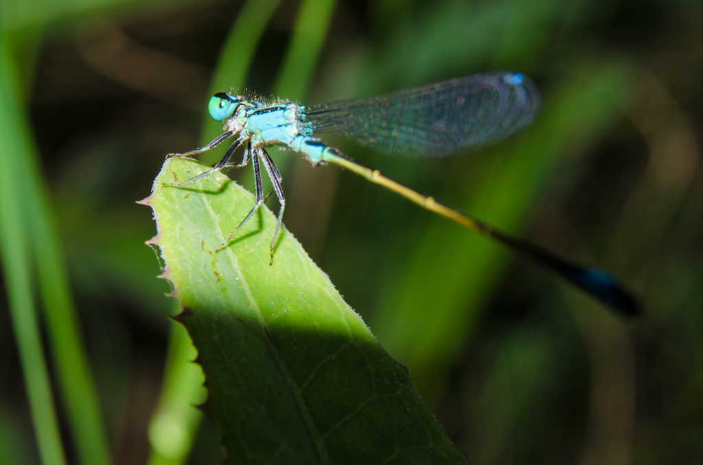 DSC_0424.jpg