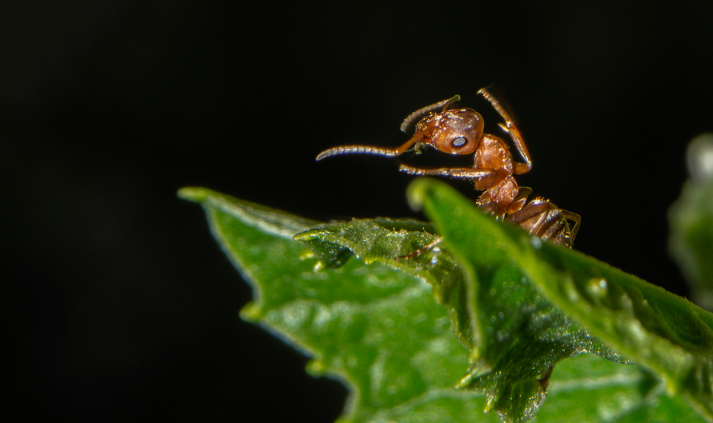 DSC_0442.jpg