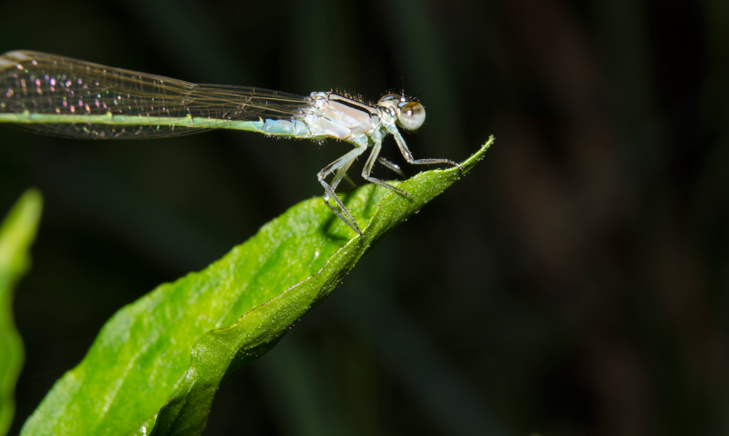 DSC_0485.jpg