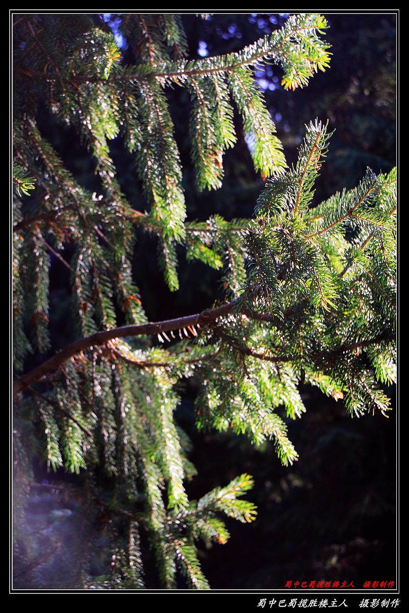 IMG_0539a.jpg