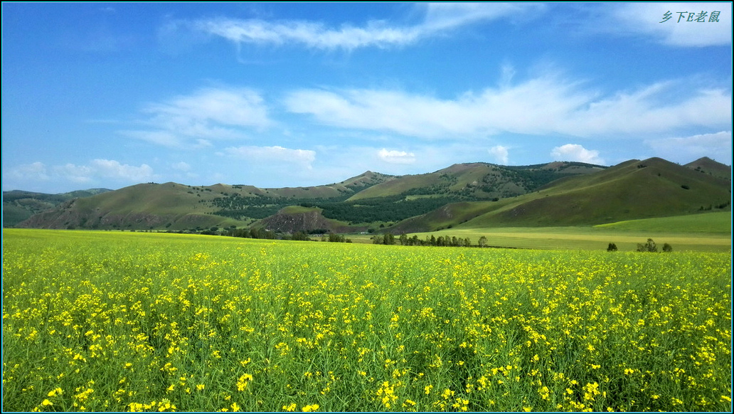 阿尔山油菜花海4.jpg