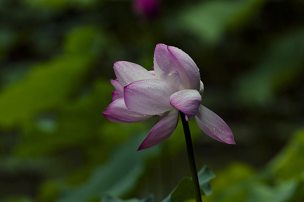 IMGP8361副本.jpg