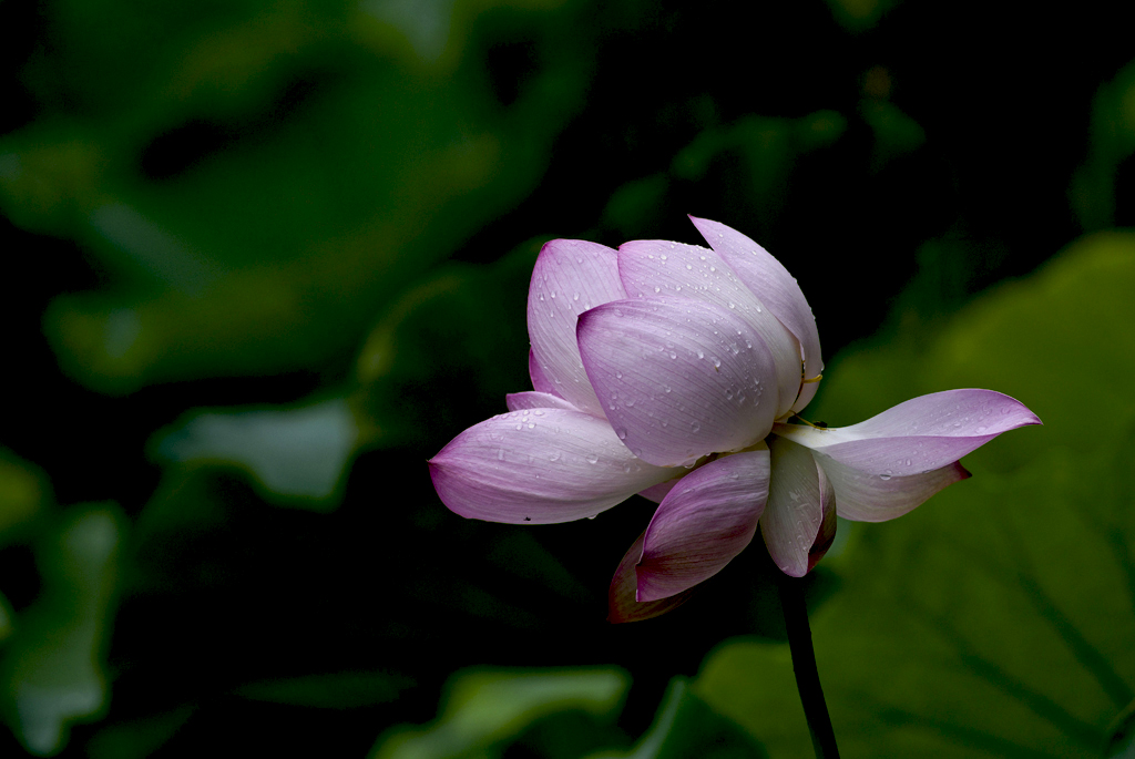 IMGP8363副本副本.jpg