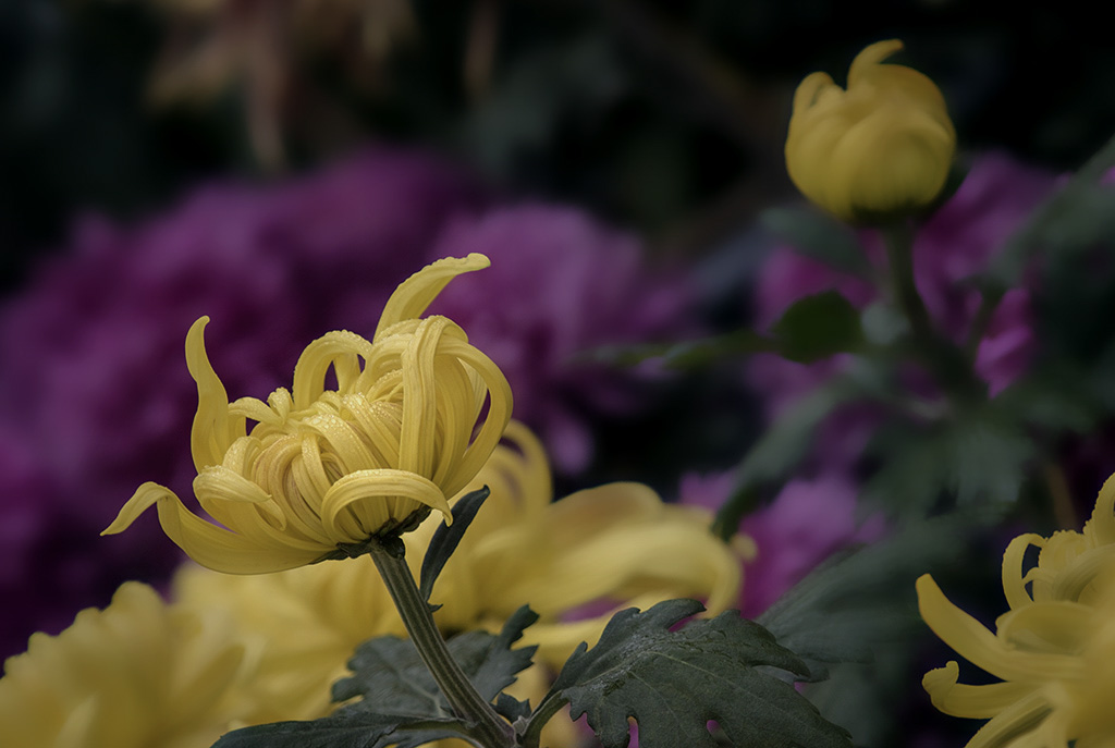 1T0A7018.jpg