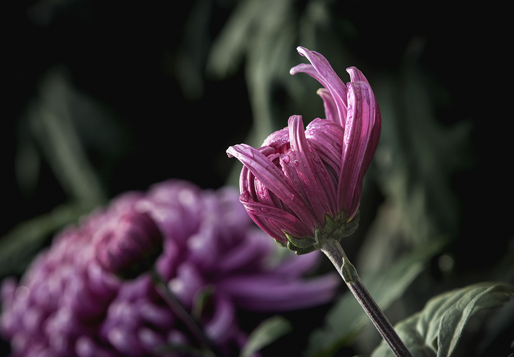 1T0A6998.jpg
