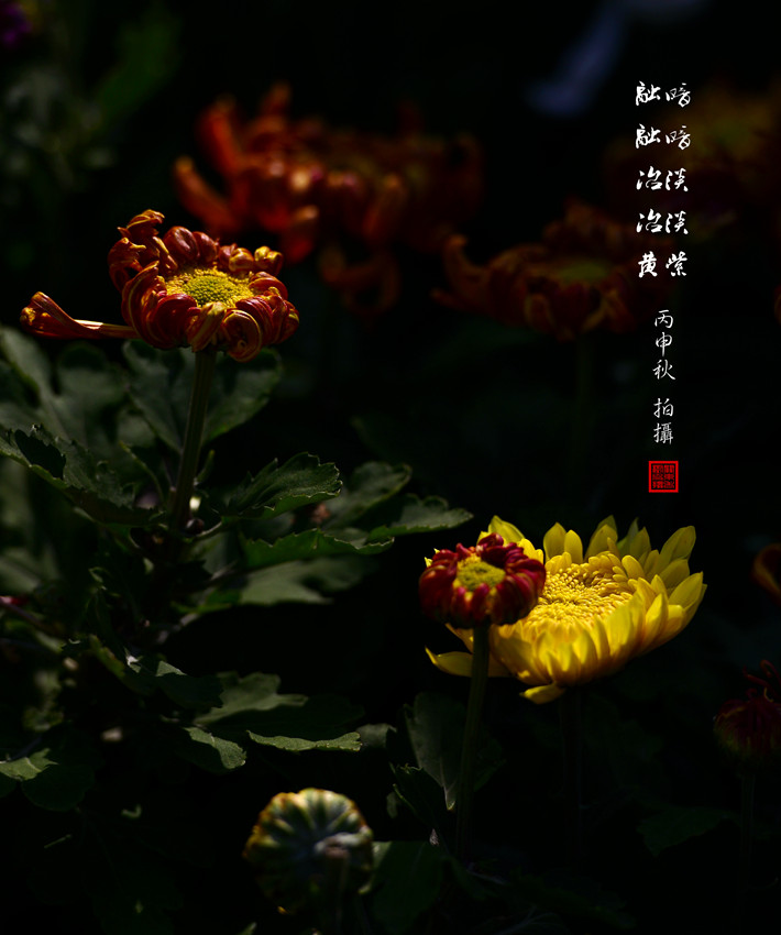 _DSC5972_副本.jpg