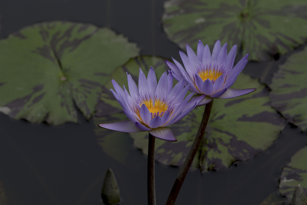IMGP5484副本.jpg
