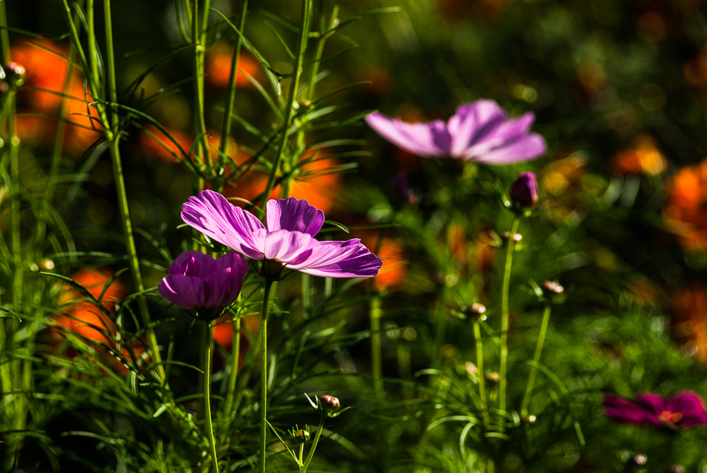 IMGP6584.jpg