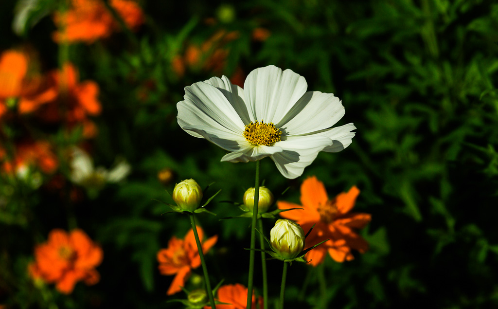 IMGP6618.jpg
