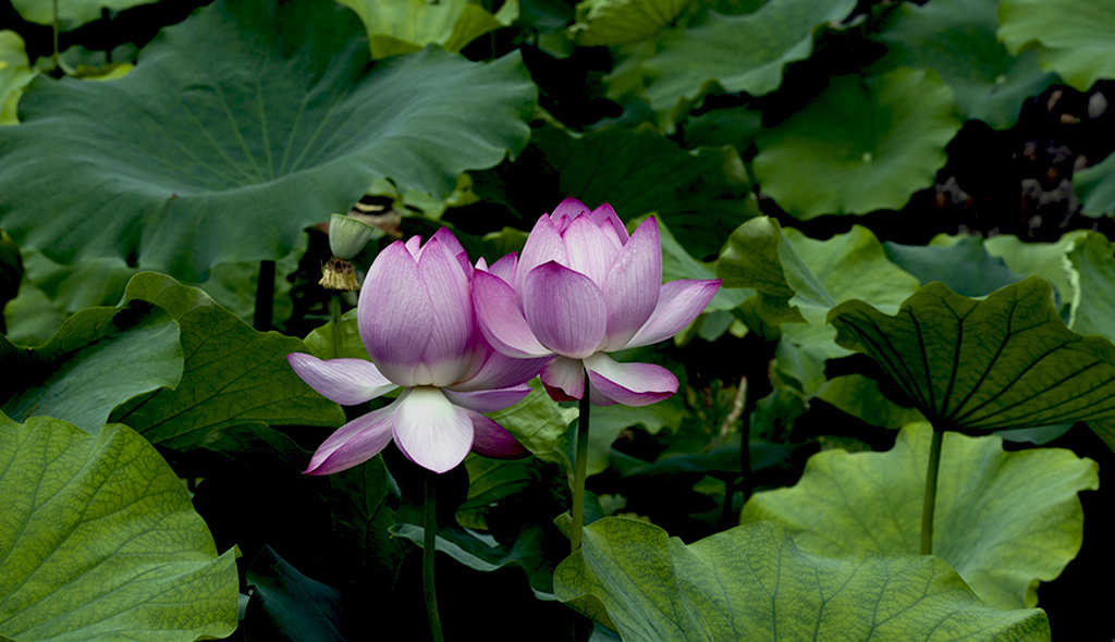IMGP9544副本.jpg