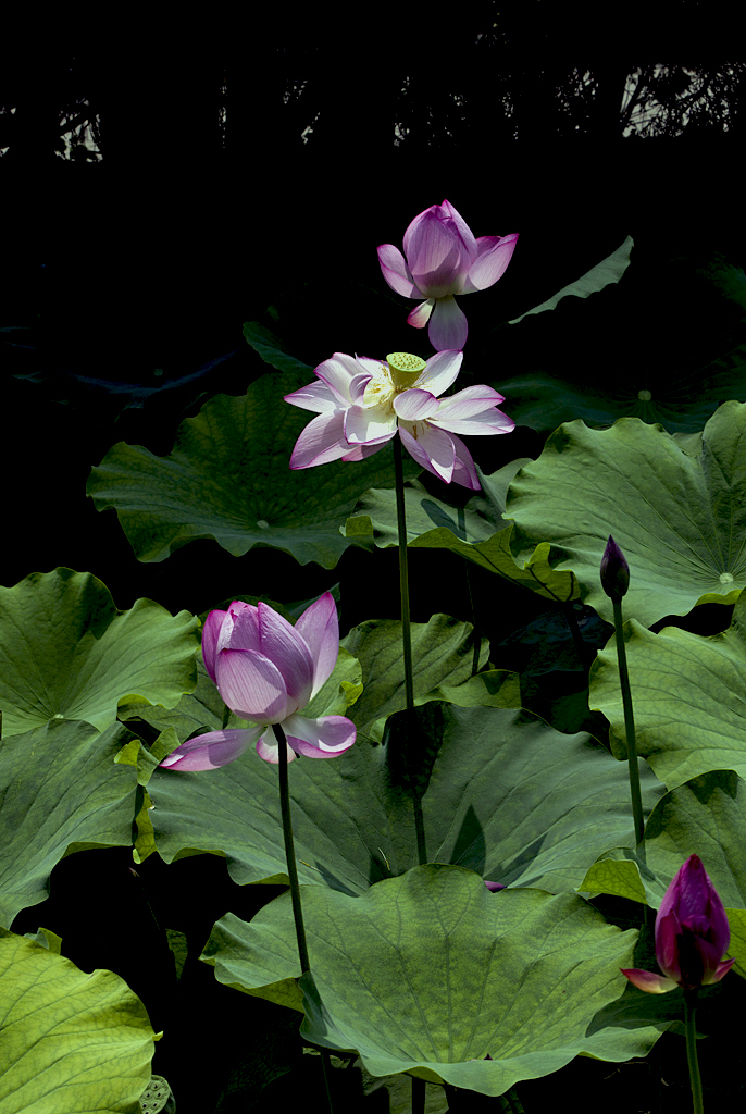 IMGP9565副本副本.jpg