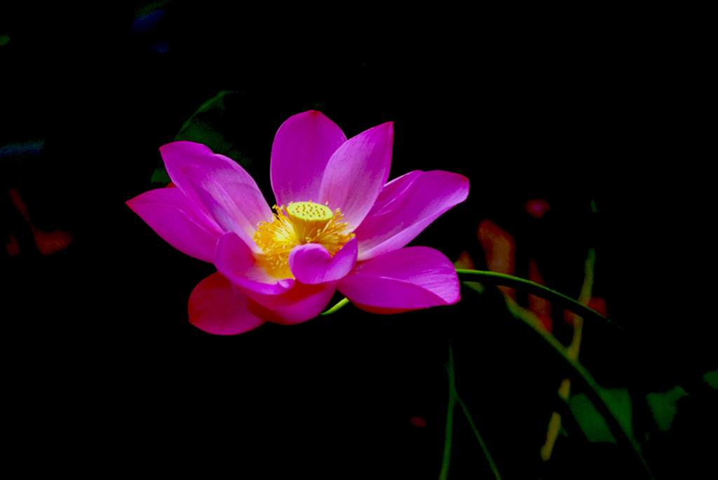 IMGP9017副本副本副本副本.jpg