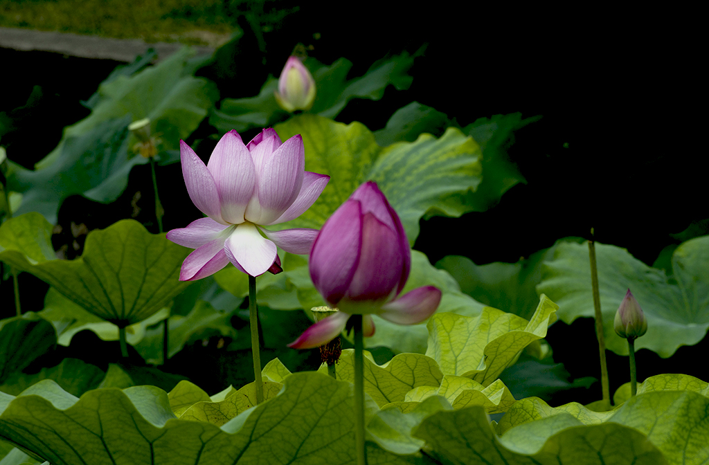 IMGP9542副本.jpg