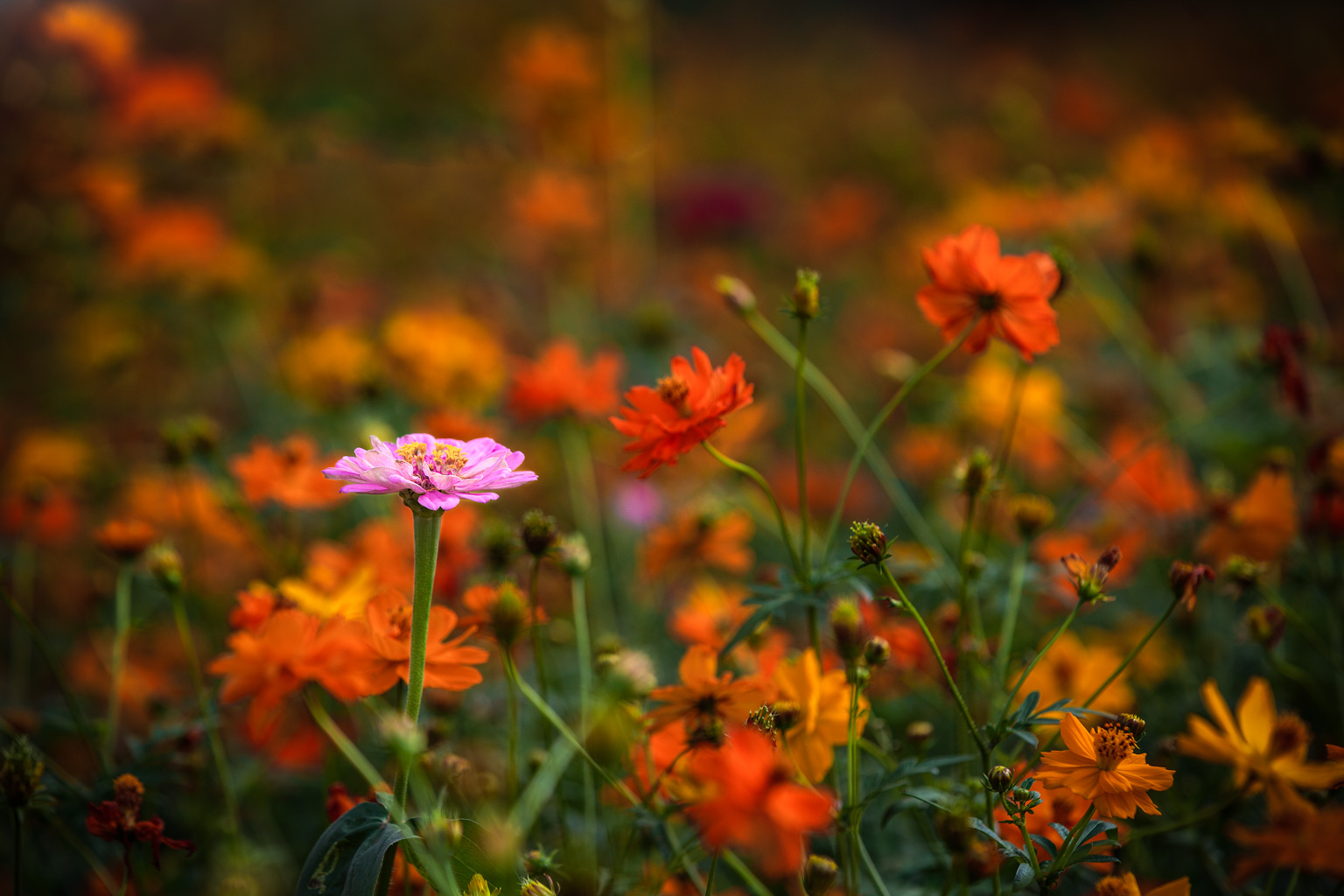 2I9A0497-编辑.jpg