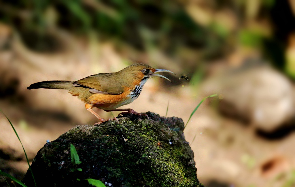 斑胸钩嘴鹛7D6A9115_副本.jpg