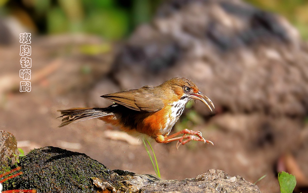 斑胸钩嘴鹛7D6A8235_副本.jpg