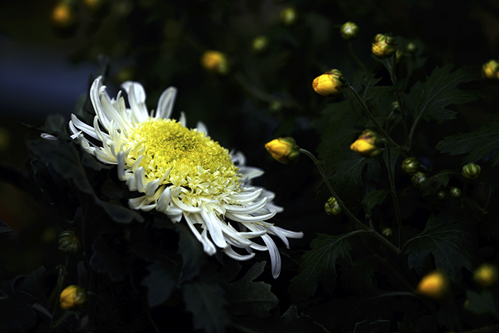 DSC08704.jpg