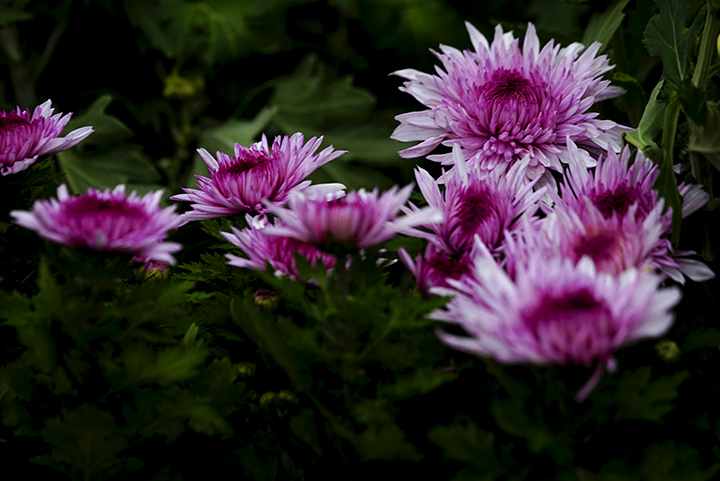 DSC08741.jpg