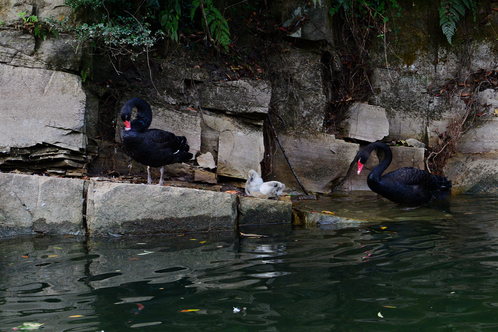 DSC_6311.JPG
