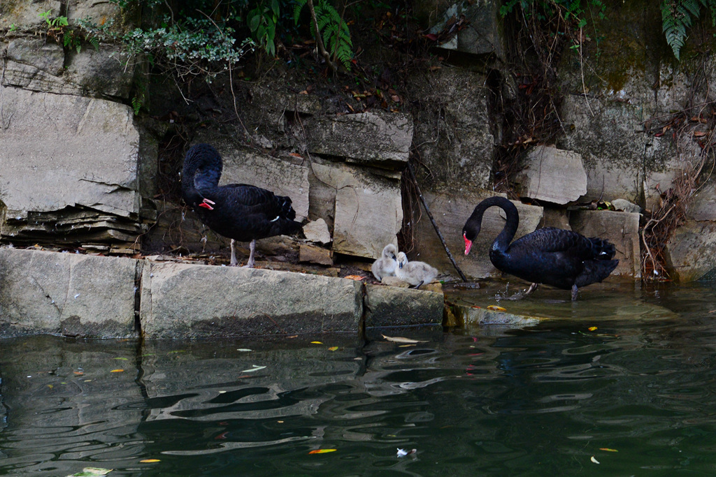 DSC_6312.JPG