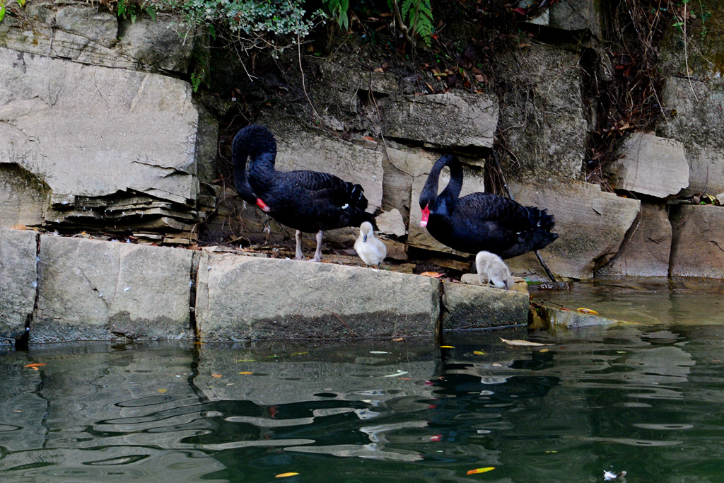 DSC_6313.JPG
