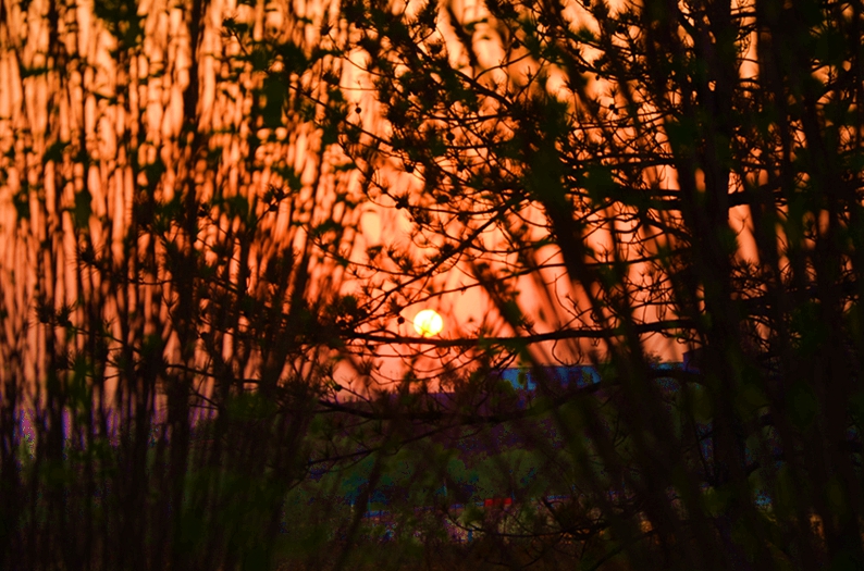 DSC_4484.JPG