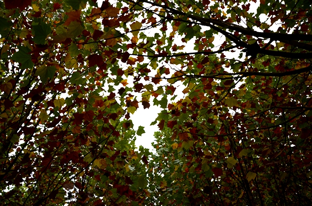 DSC_4130.JPG