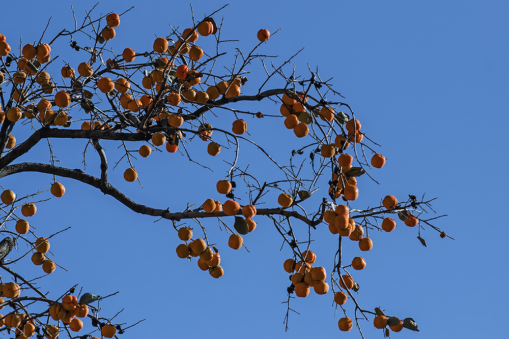 DSC_a46251.jpg