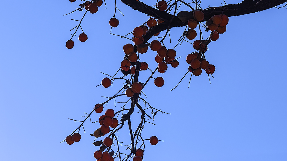 DSC_a46301.jpg
