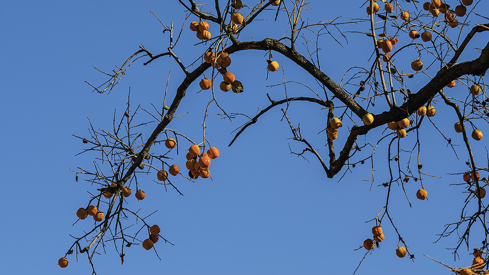 DSC_a46271.jpg