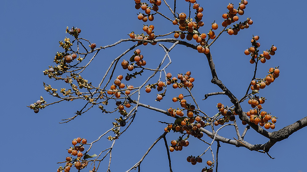 DSC_a46521.jpg