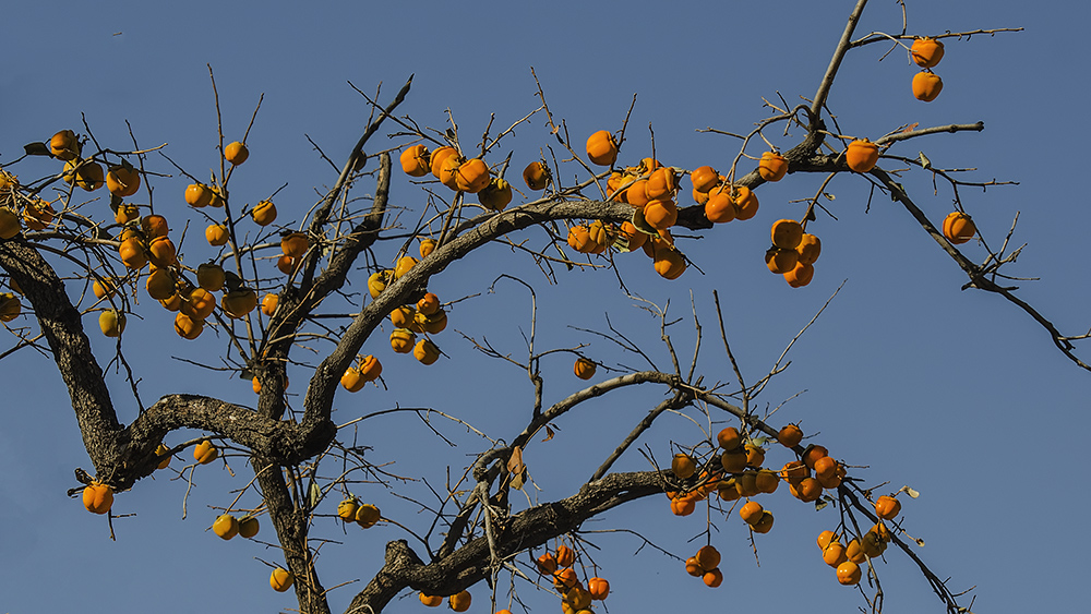 DSC_a46601.jpg