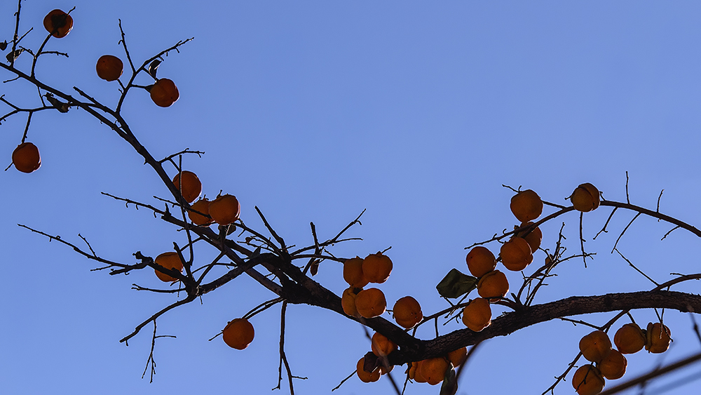 DSC_a46711.jpg