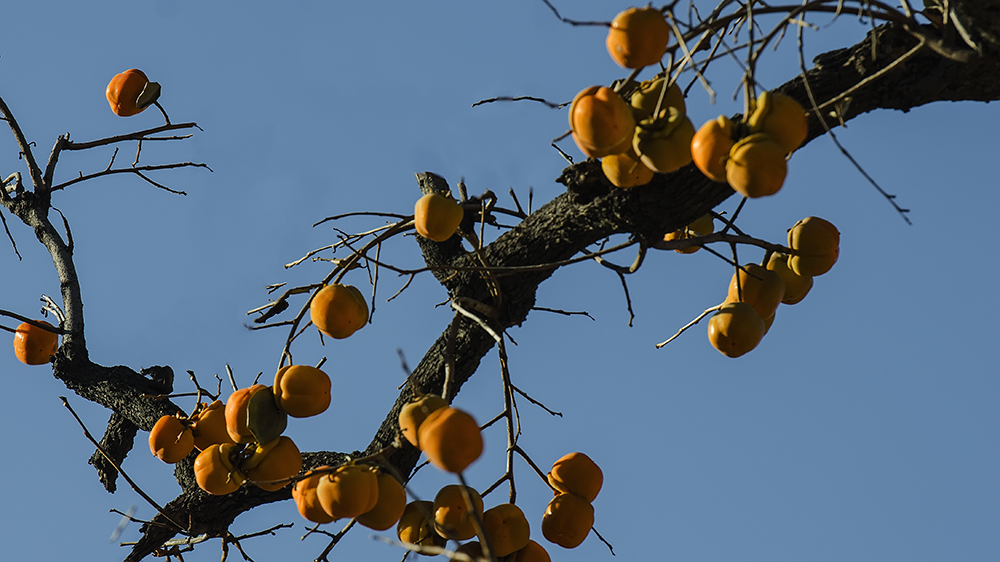 DSC_a46801.jpg