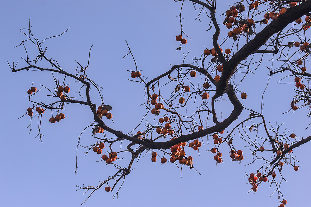 DSC_a47051.jpg