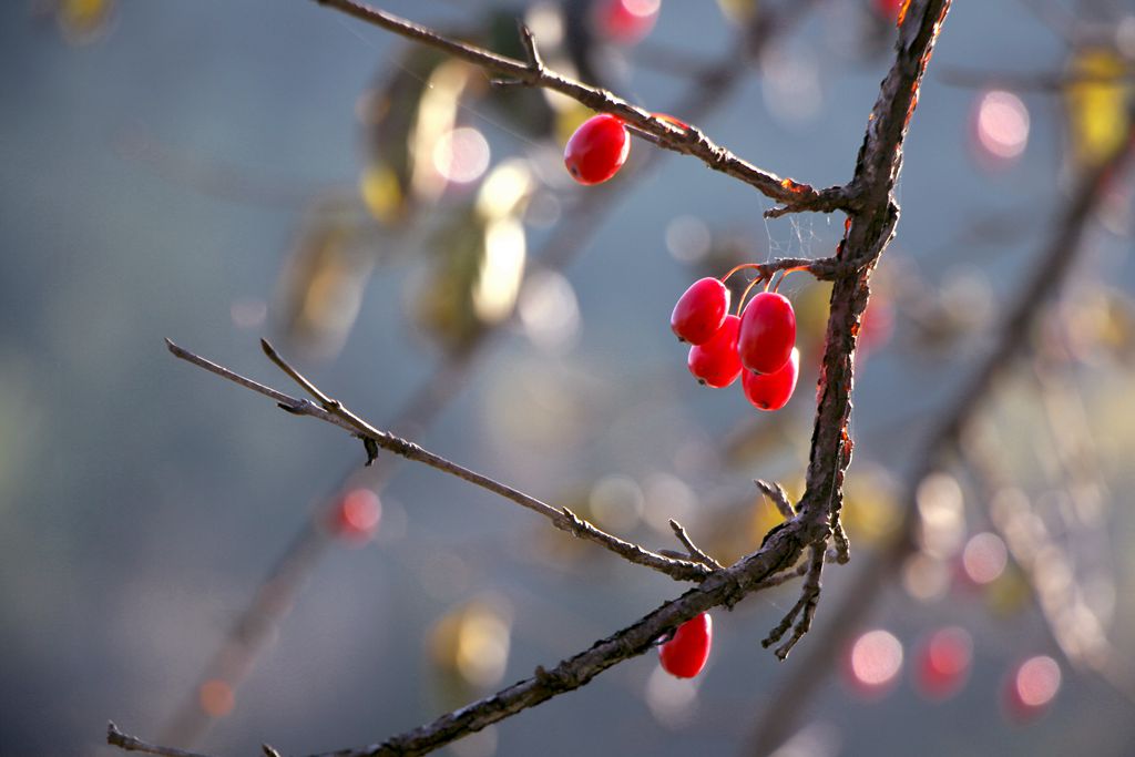 IMG_9197_枣皮.jpg