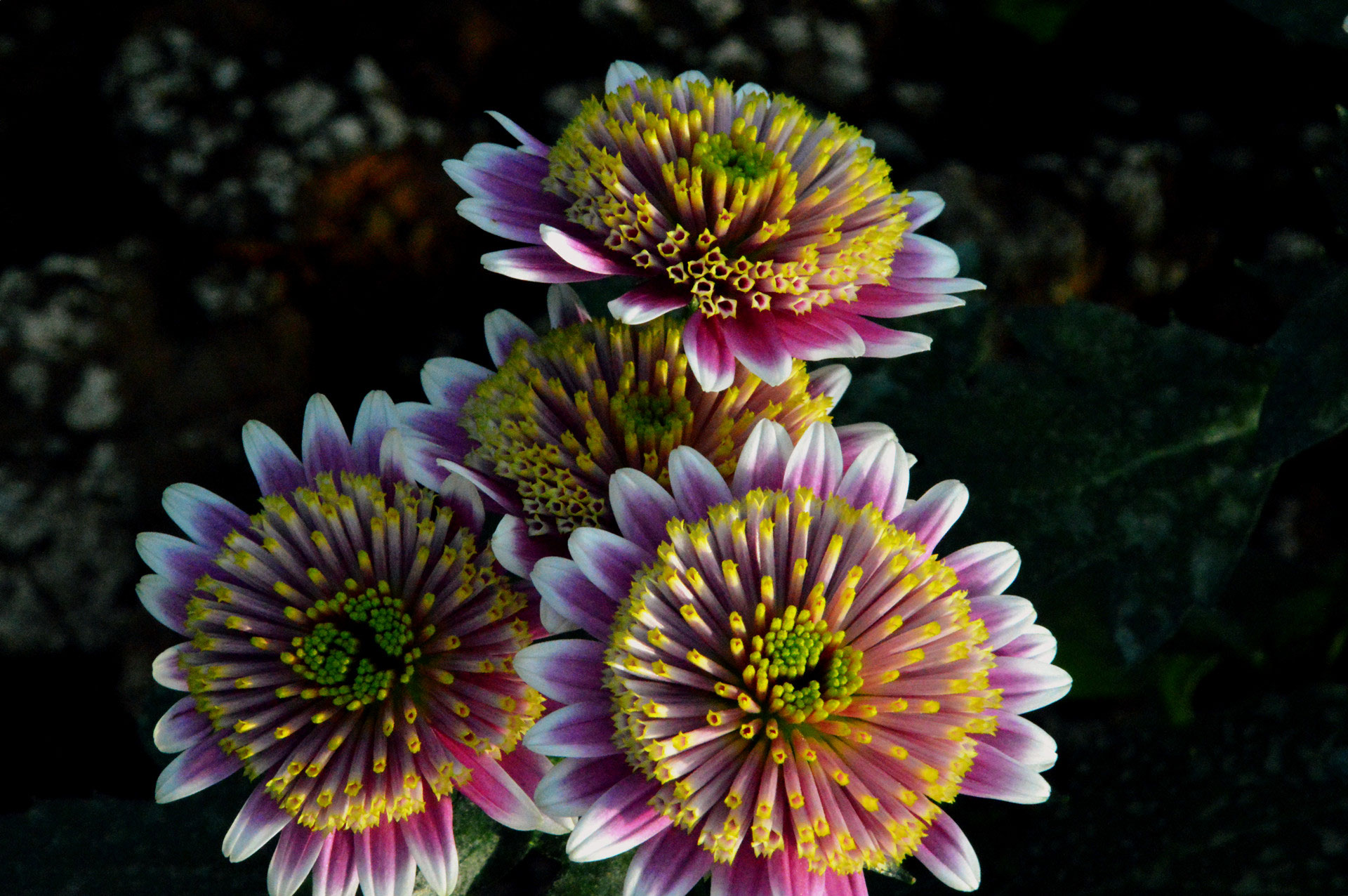 DSC_0321.JPG