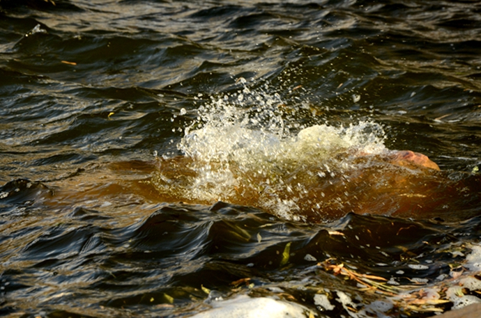 DSC_6641.JPG