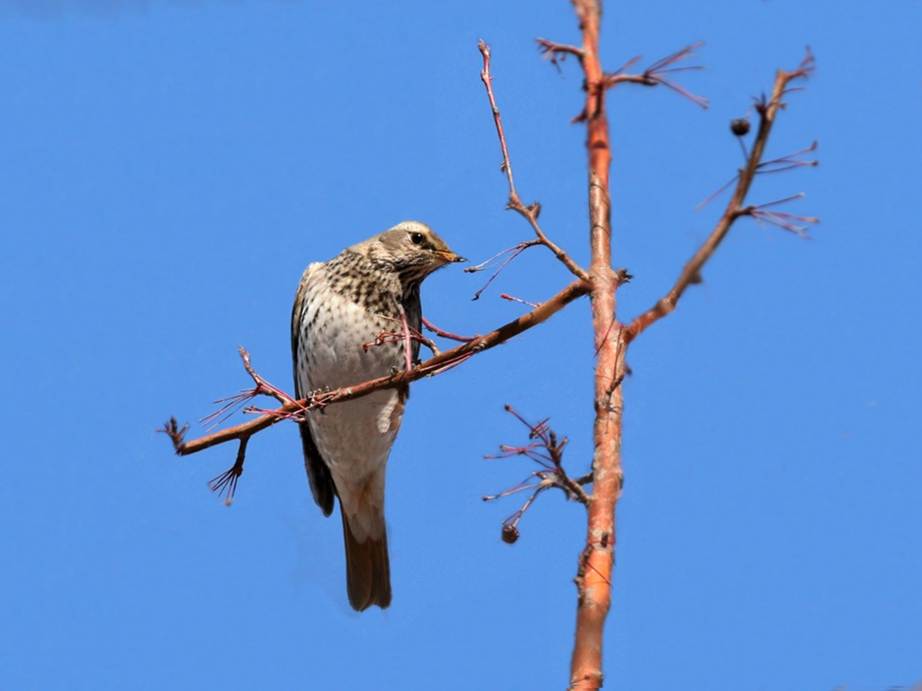 DSC_6066_副本.jpg