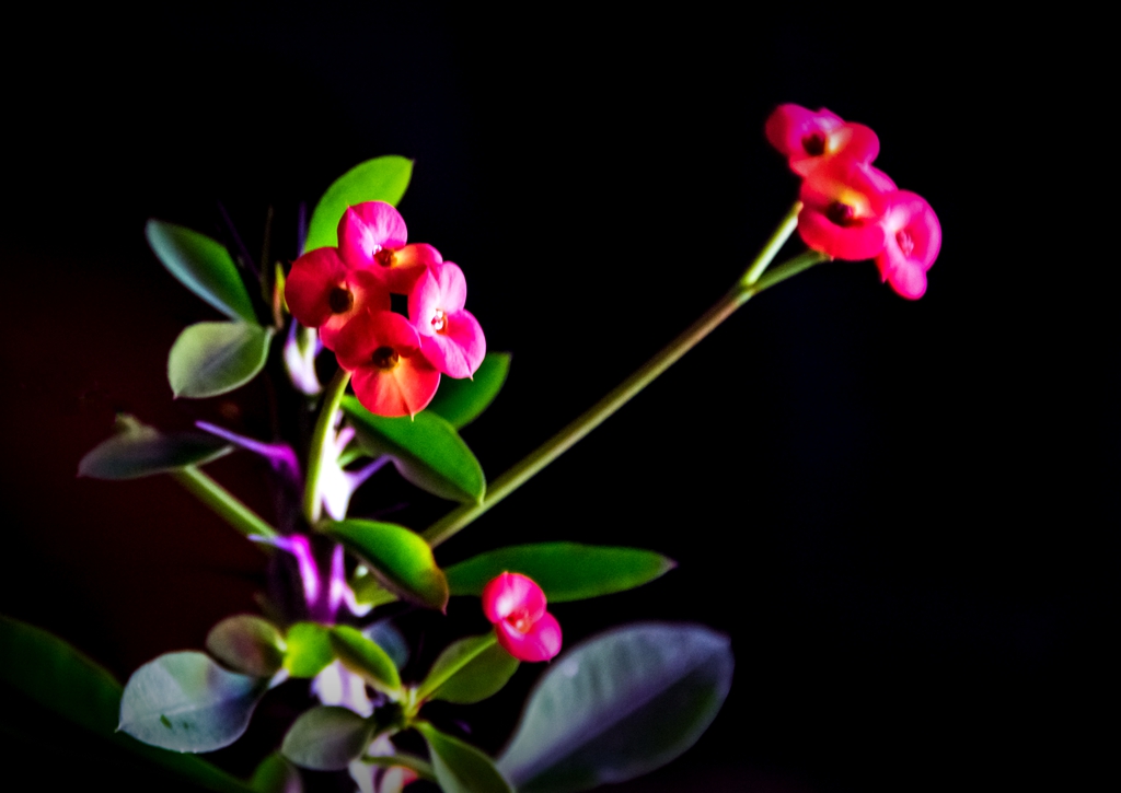 “IMG_1492”为智能对象-1.jpg