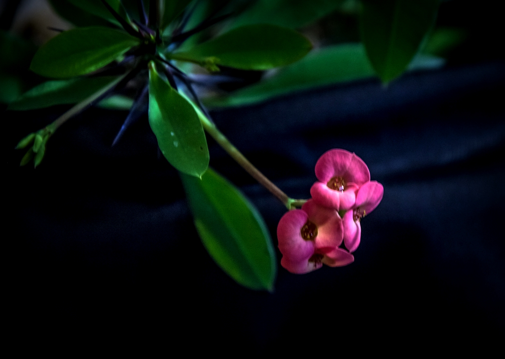 “IMG_1506”为智能对象-1.jpg