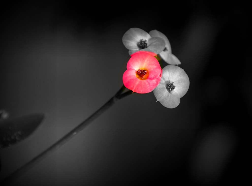 “IMG_1490”为智能对象-1.jpg