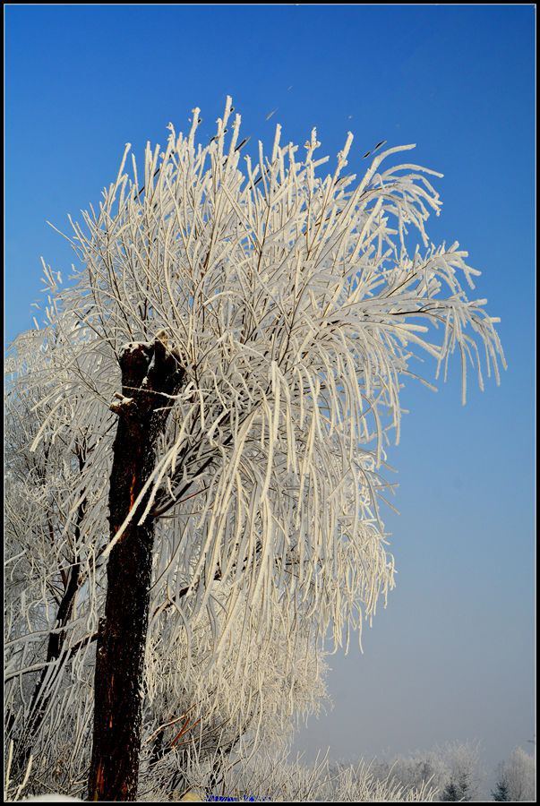 DSC_5294_副本.jpg