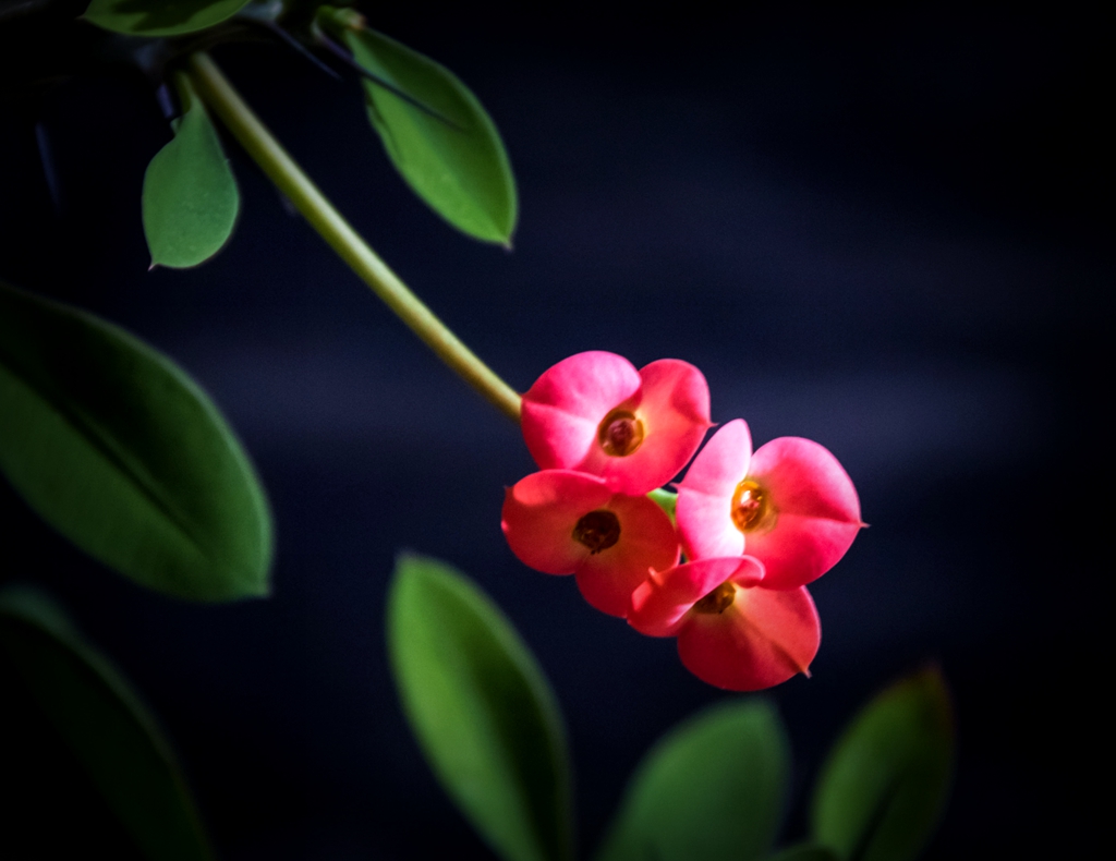 “IMG_1507”为智能对象-1.jpg